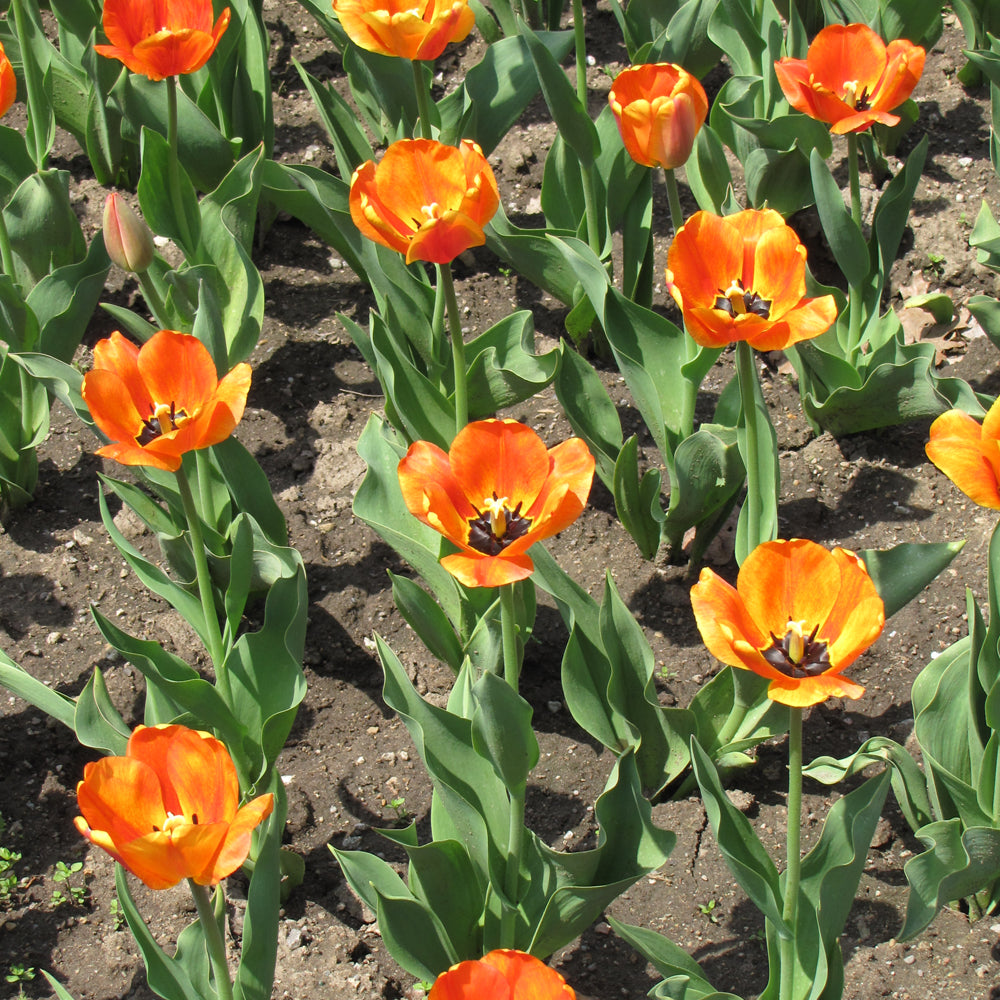 TULIP BLUSHING APELDOORN DARWIN