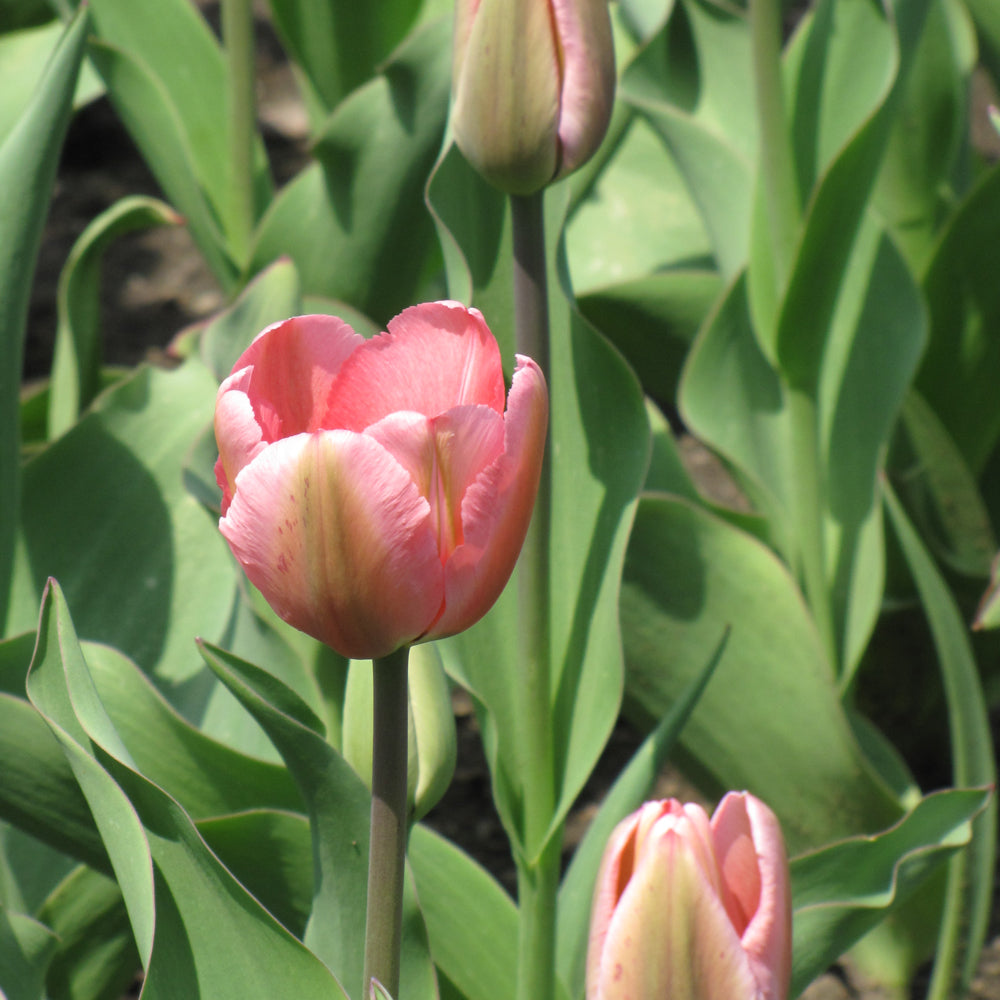 TULIP DESIGN IMPRESSION DARWIN