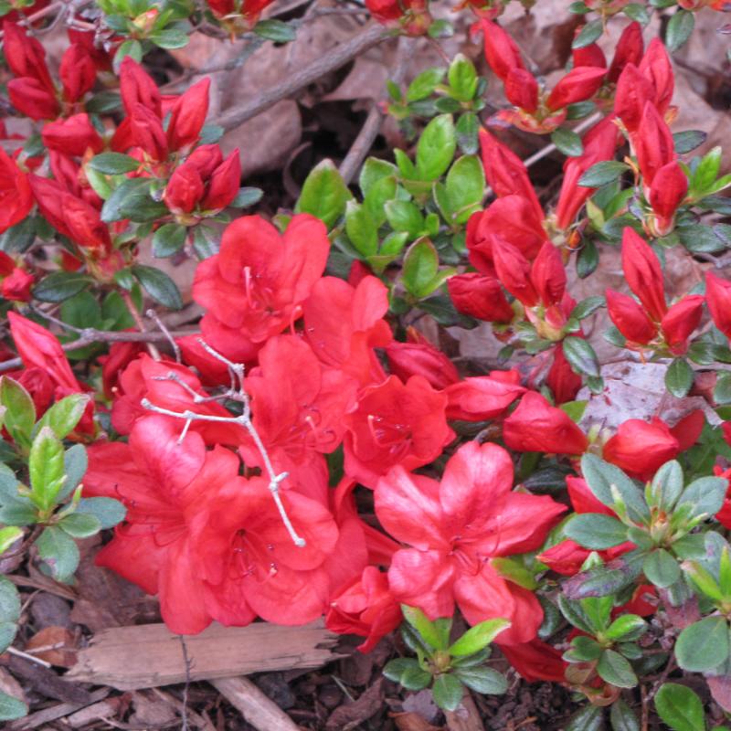 Azalea Fireball Fall Color AZALEA FIREBALL – Knippel Garden Centre
