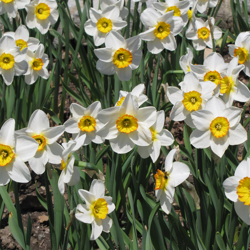 NARCISSUS FLOWER RECORD