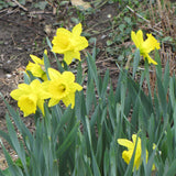 NARCISSUS DUTCH MASTER TRUMPET