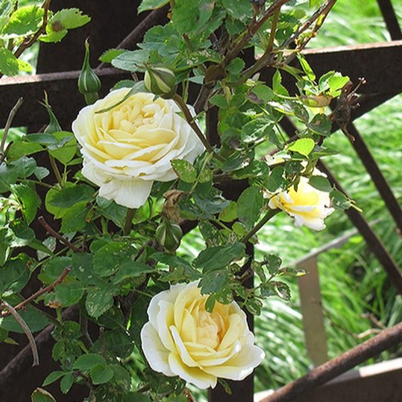 Yellow Explorer Roses ROSE EXPLORER J.P. CONNELL – Knippel Garden Centre
