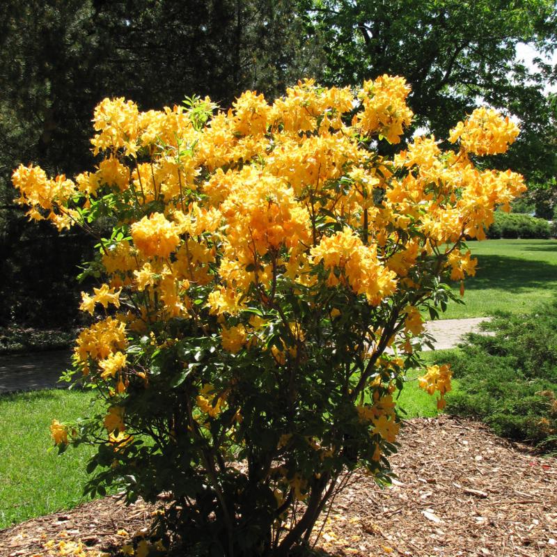 AZALEA GOLDEN LIGHT – Knippel Garden Centre