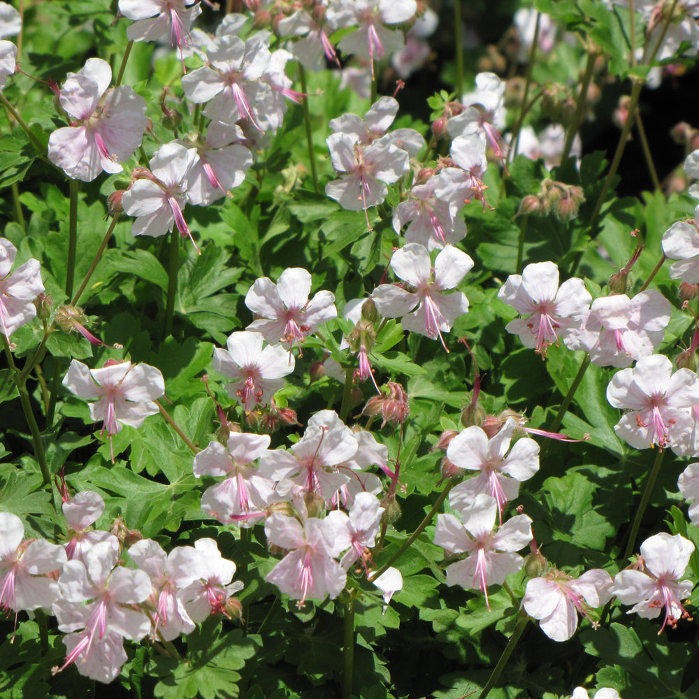 GERANIUM BIOKOVO