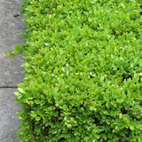 BOXWOOD GREEN VELVET