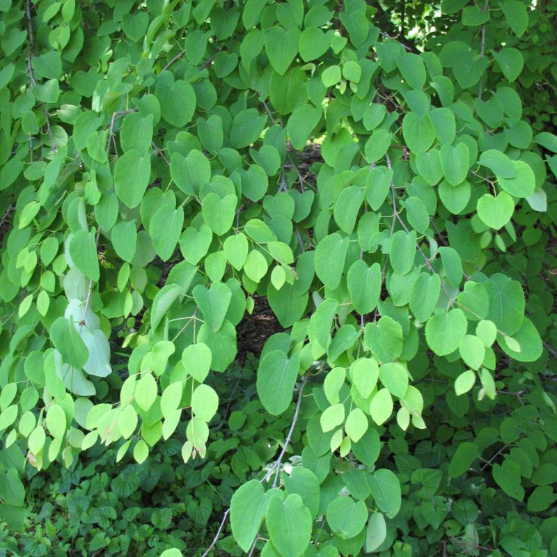 KATSURA