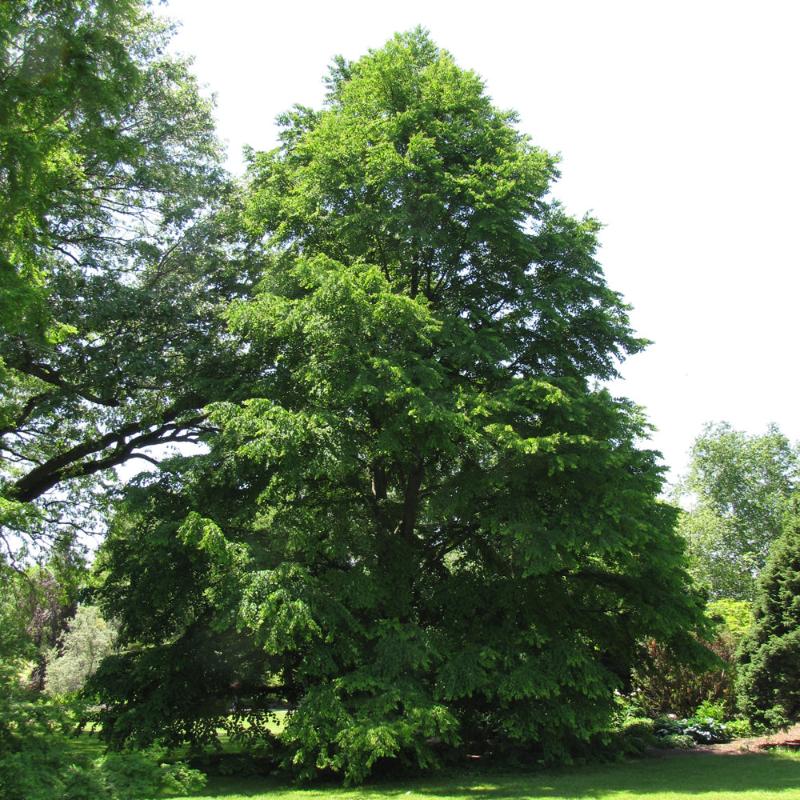 KATSURA