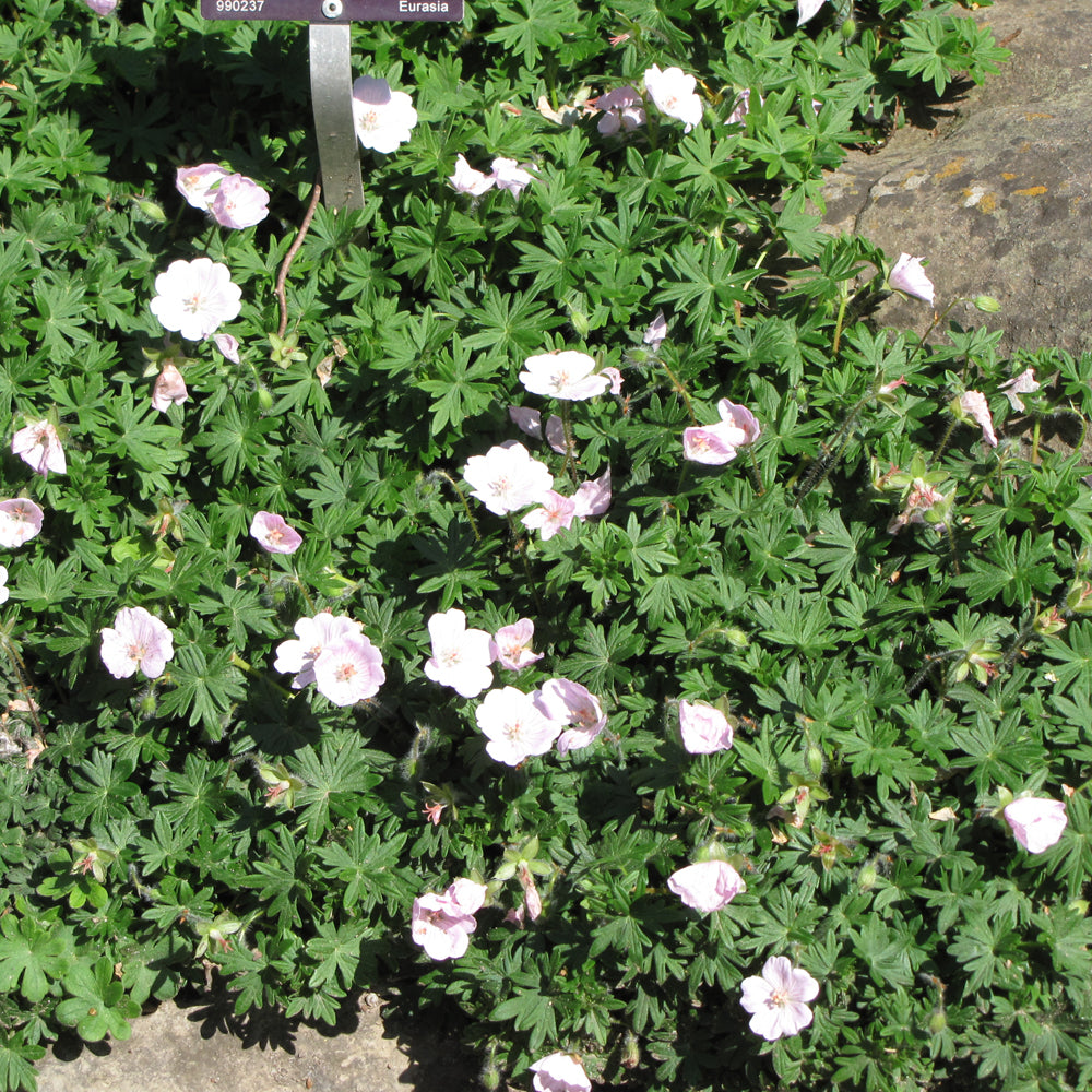 Stringy Geranium GERANIUM STRIATUM – Knippel Garden Centre