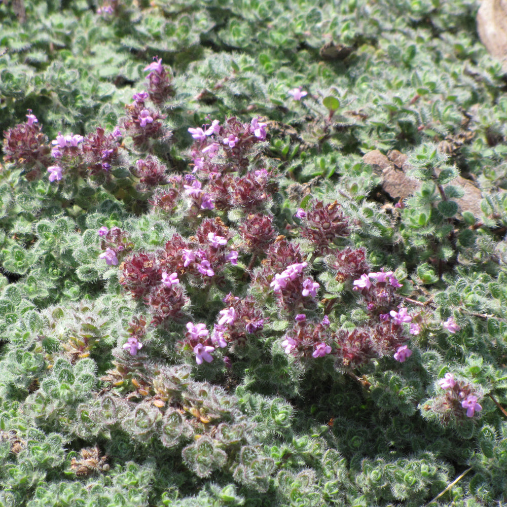 THYMUS PSEUDOLANUGINOSUS
