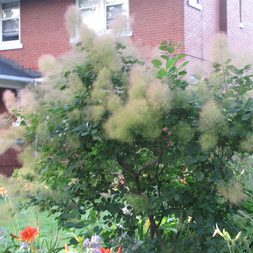 SMOKEBUSH YOUNG LADY