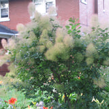 SMOKEBUSH YOUNG LADY