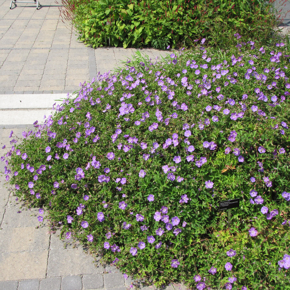 GERANIUM ROZANNE