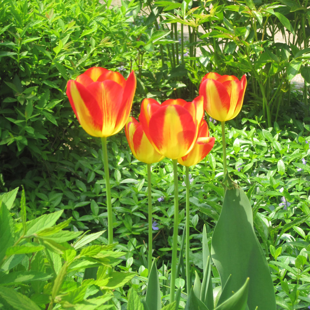 TULIP ANTOINETTE BUNCH FLOWERING