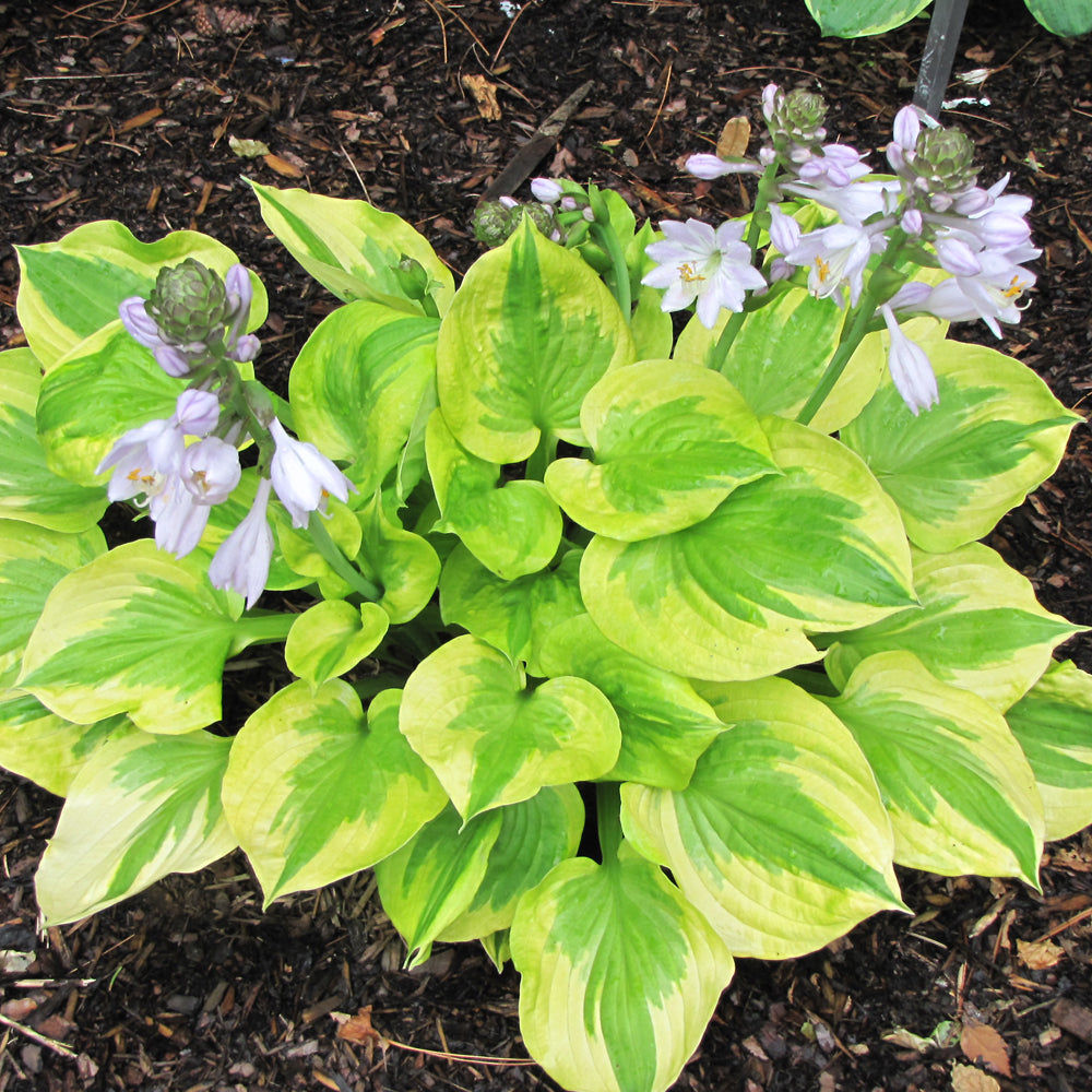 HOSTA SUMMER BREEZE