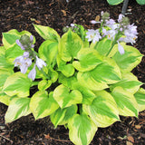 HOSTA SUMMER BREEZE