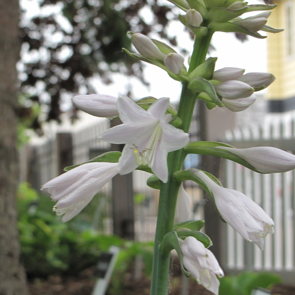 HOSTA LAKESIDE PAISLEY PRINT