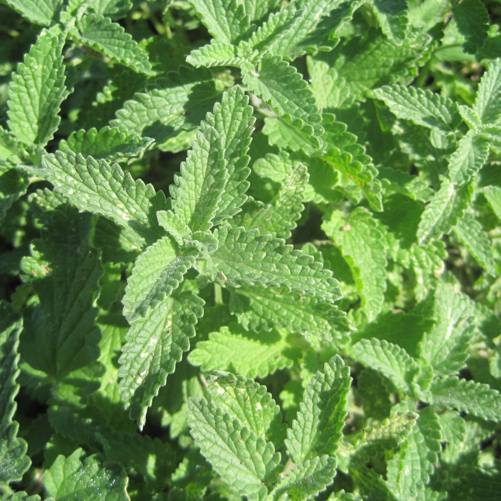 NEPETA WALKERS LOW