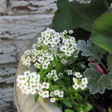 Alyssum