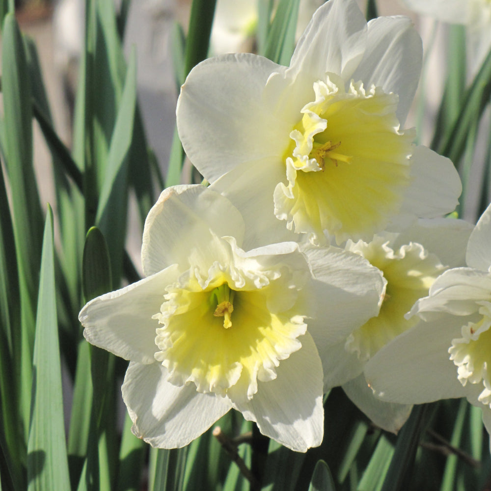 NARCISSUS ICE FOLLIES