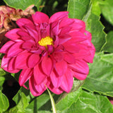 Dahlia