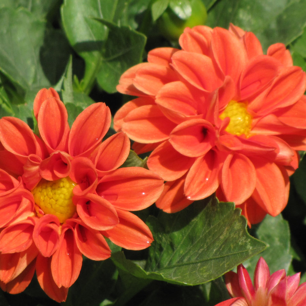 Dahlia