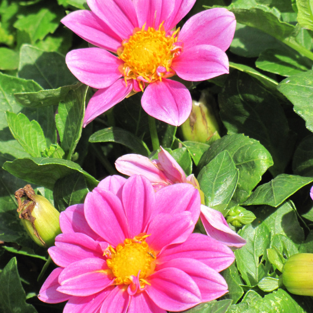 Dahlia