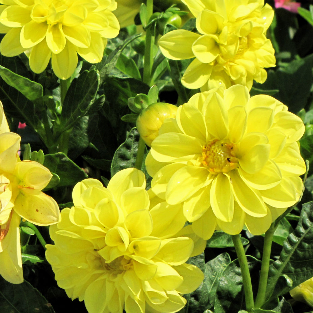 Dahlia