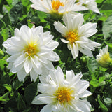 Dahlia