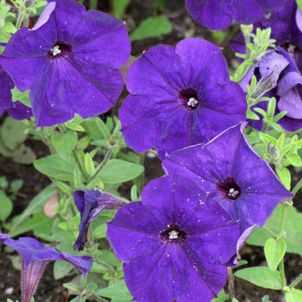 Petunia Multiflora