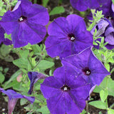 Petunia Multiflora