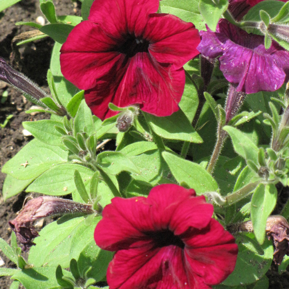 Petunia Multiflora