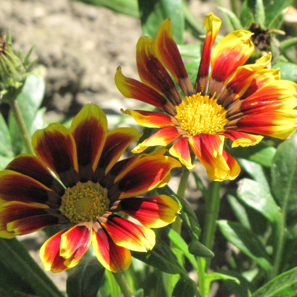 Gazania