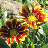 Gazania