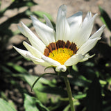 Gazania