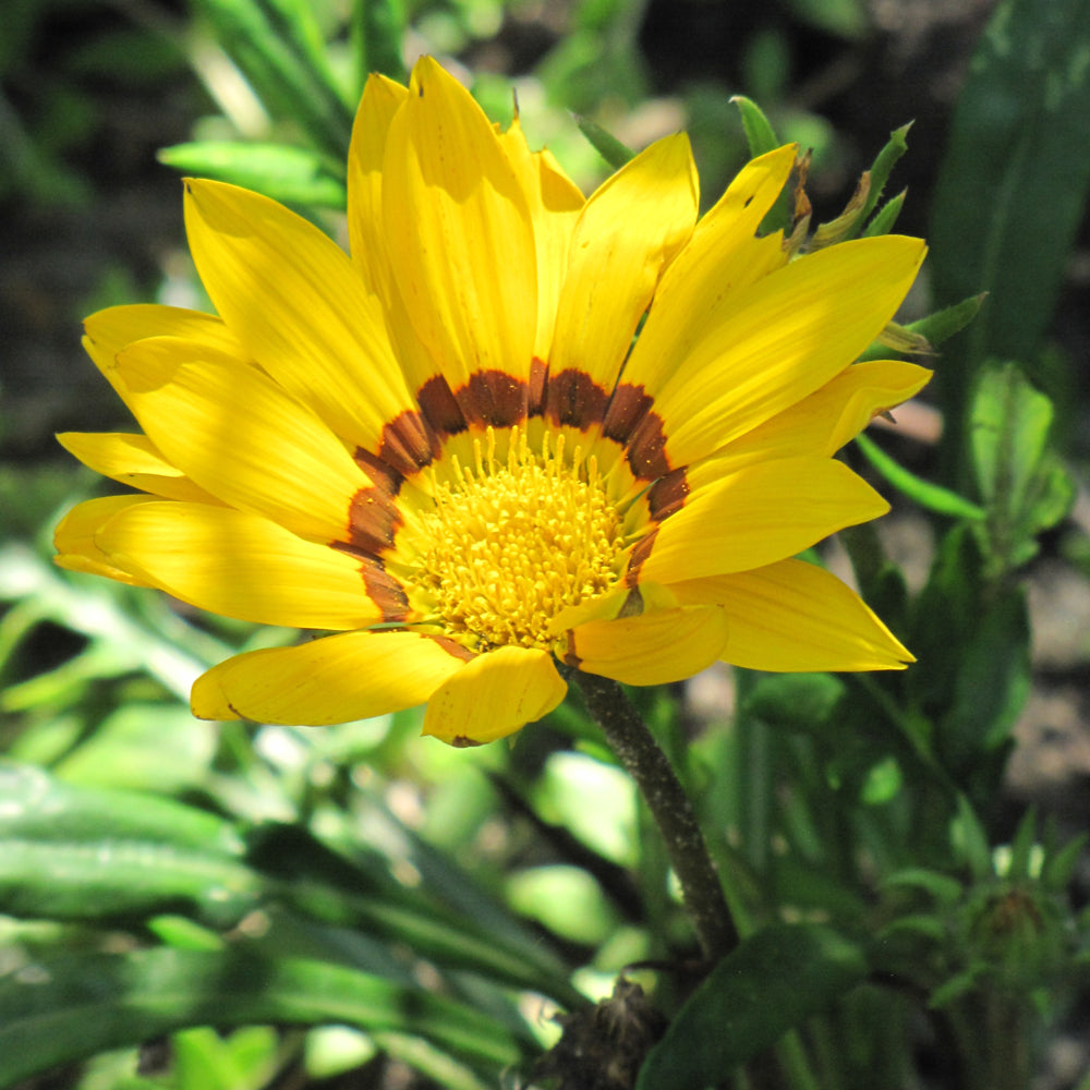 Gazania