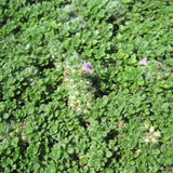 THYMUS ELFIN