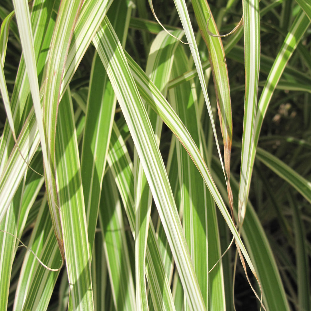 MISCANTHUS MORNING LIGHT