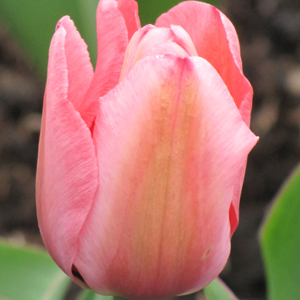 TULIP DESIGN IMPRESSION DARWIN