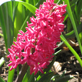 HYACINTH JAN BOS