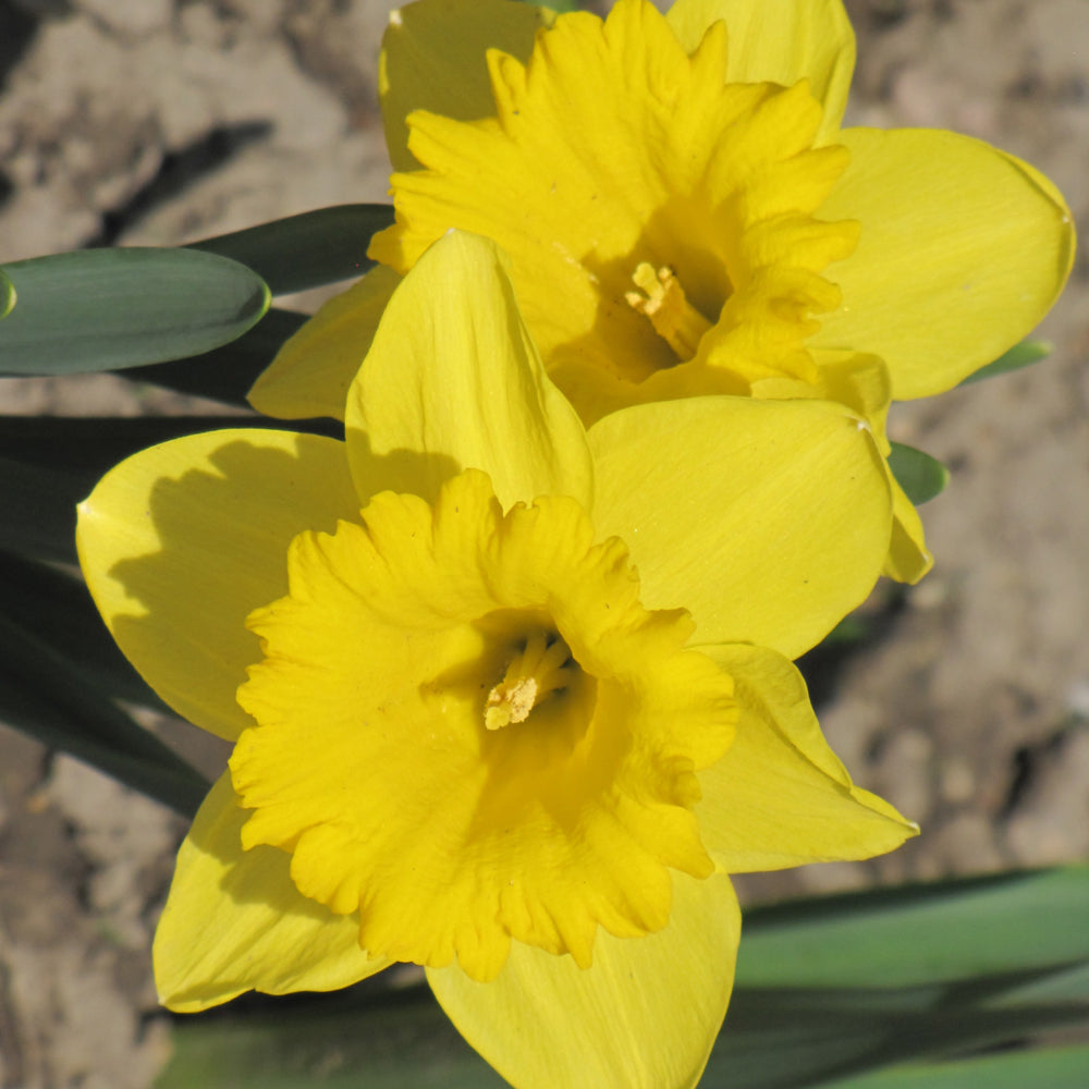 NARCISSUS DUTCH MASTER TRUMPET