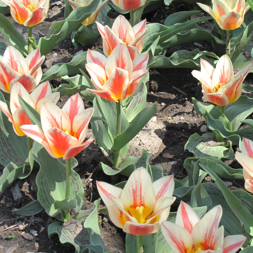 TULIP QUEBEC BUNCH FLOWERING