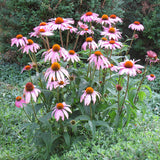 ECHINACEA PURPUREA