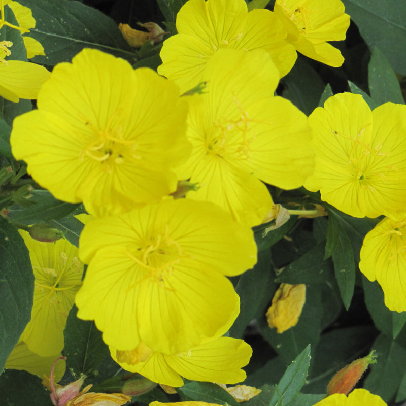 OENOTHERA FIREWORKS