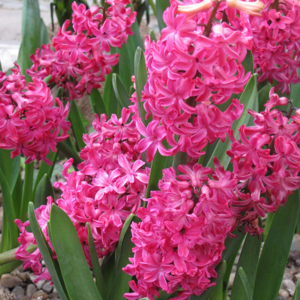 HYACINTH JAN BOS
