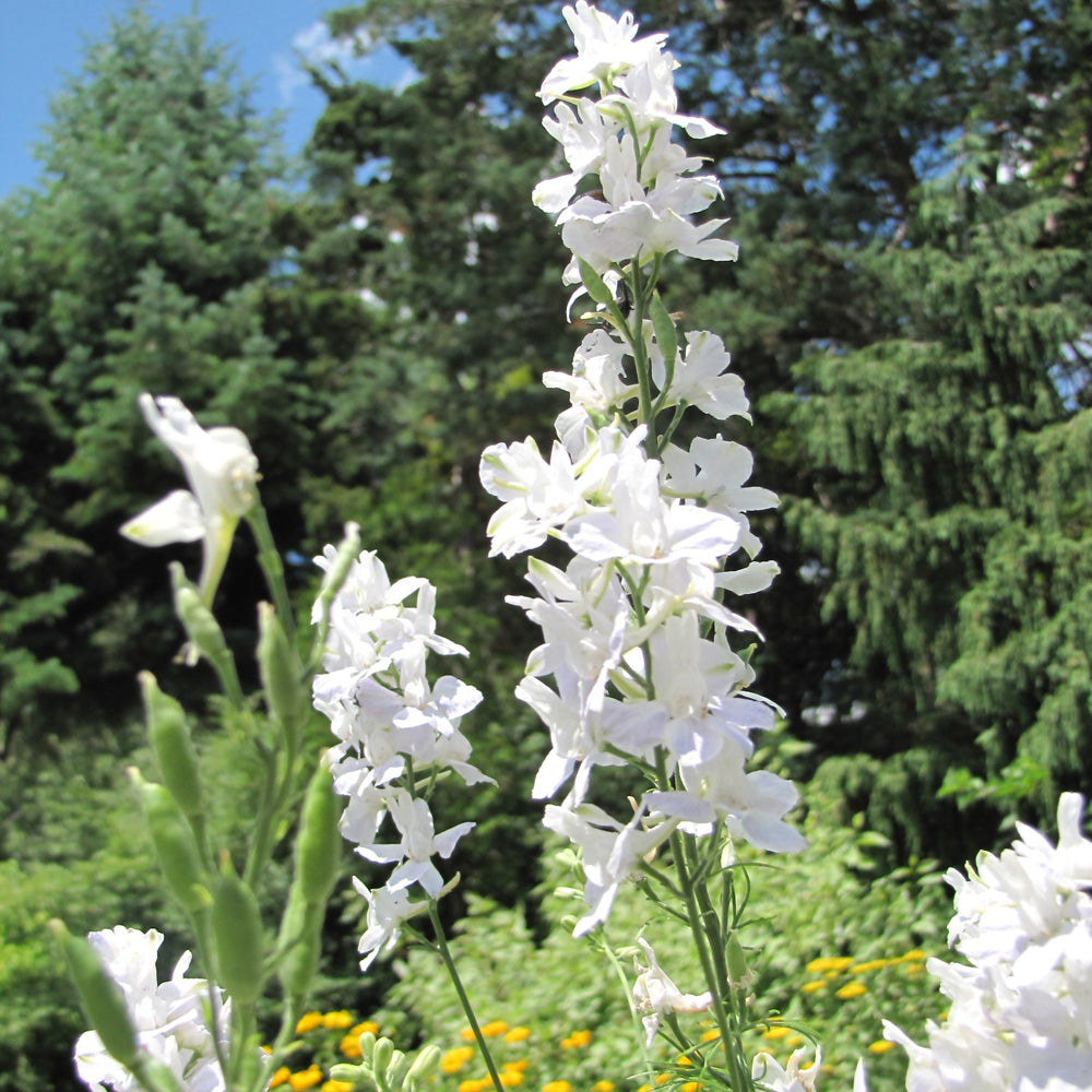 DELPHINIUM SUMMER STARS