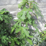 FICUS CHICAGO HARDY