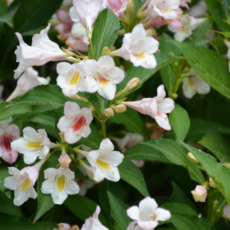 WEIGELA SONIC BLOOM PEARL