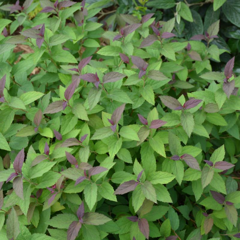 SPIREA DOUBLE PLAY RED