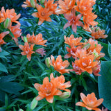 tiny double you asiatic lily care LILIUM TINY DOUBLE YOU – Knippel Garden Centre