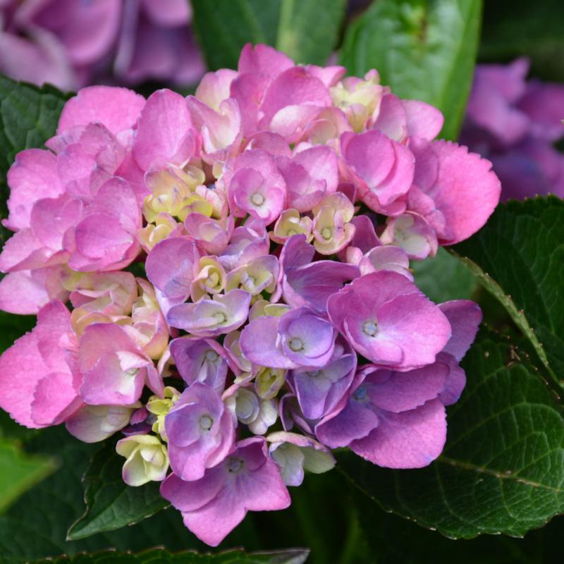 HYDRANGEA CITYLINE VENICE – Knippel Garden Centre